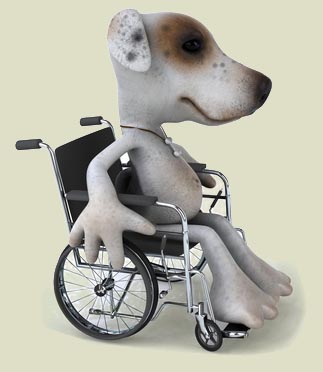 Das Bild zeigt einen lustigen Hund der im Rollstuhl fährt